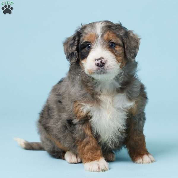 Dixie, Mini Bernedoodle Puppy